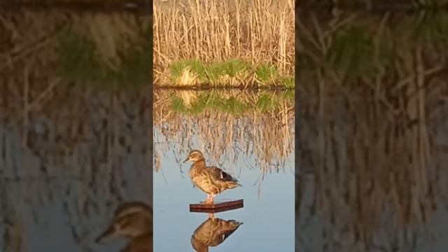 Моя подсадная утка смотреть онлайн