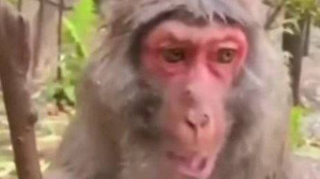 пожилая варфуйсио