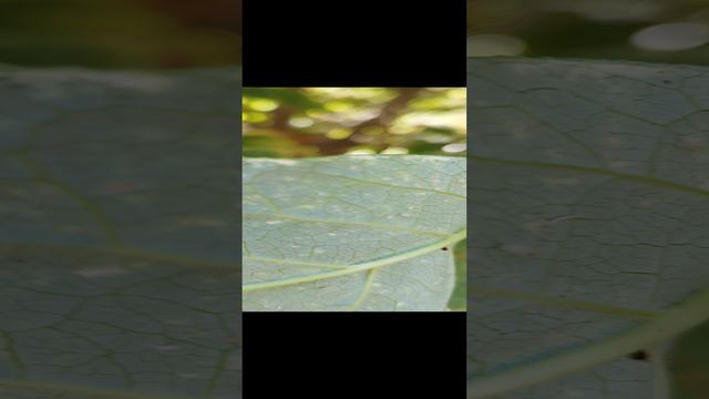 Сильнейшее поражение сирени листоблошкой. смотреть онлайн