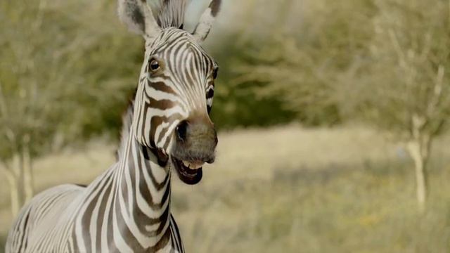 Robert the Zebra Cheetah Run TV Spot смотреть онлайн