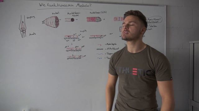 Muskelkontraktion | Wie funktionieren Muskeln? смотреть онлайн