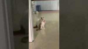 Смешные коты