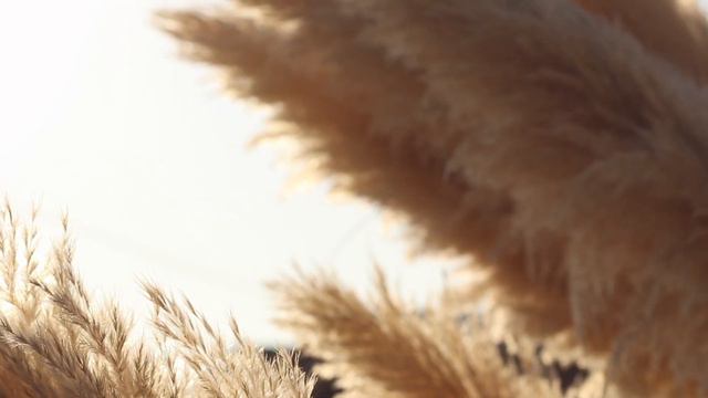 Kill Devil Hills, NC Wedding | Cozy Backyard Wedding Reception смотреть онлайн