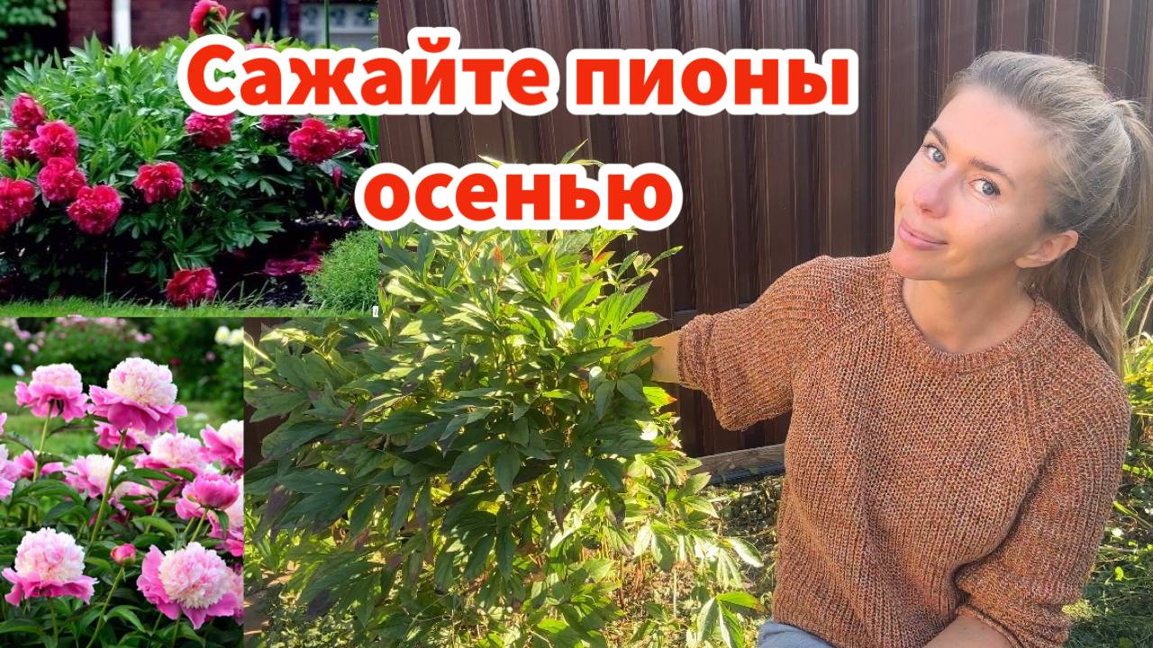 ПИОНЫ НАДО САЖАТЬ ОСЕНЬЮ и вот почему смотреть онлайн