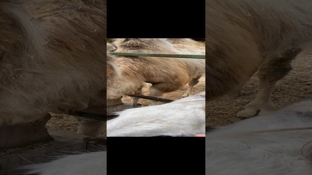 Николай Савченко