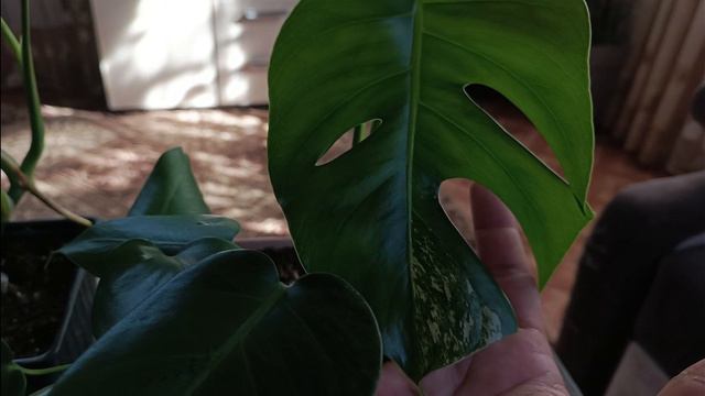 Монстера Альба ушла в зелень🌱что сейчас с ней происходит🤔 смотреть онлайн