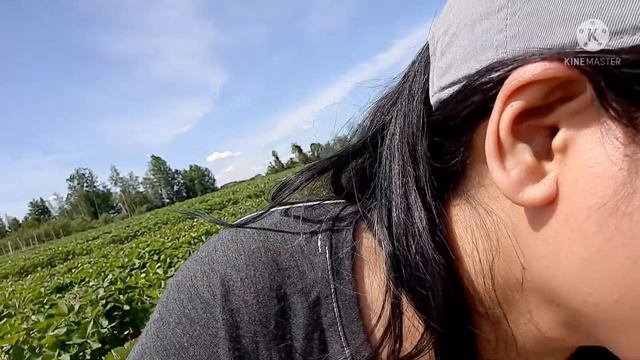 strowberry picking /mary ann lachance in Québec canada смотреть онлайн
