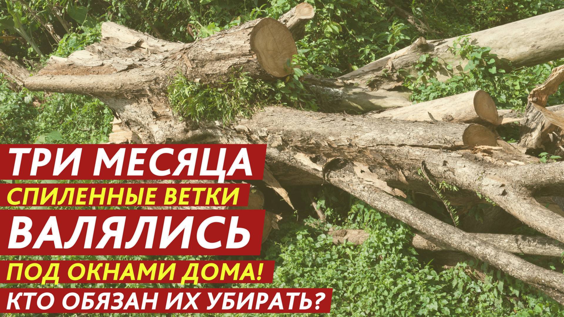 Три месяца спиленные ветки валялись под окнами дома! Кто обязан их убирать? смотреть онлайн