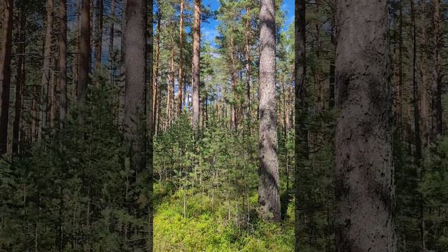Карелия 2024. Карельский лес. Июль 2024г (Часть 3).mp4 смотреть онлайн