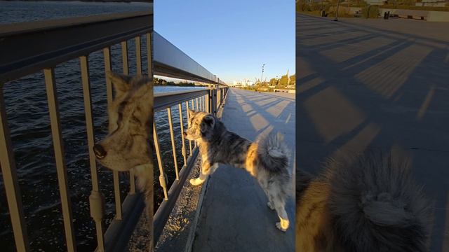 когда собак на суете смотреть онлайн