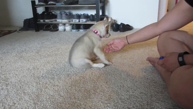 Mia the Alaskan Klee Kai | Mia Learns her first Commands! смотреть онлайн