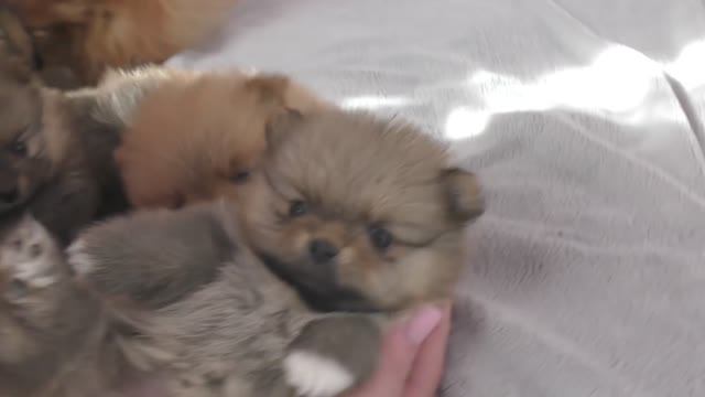 Щенки Шпица подросли и хотят на волю. смотреть онлайн