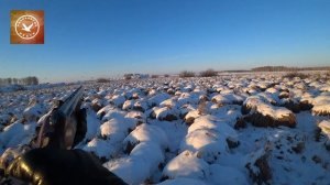 Охота на куропатку в Декабре 2022