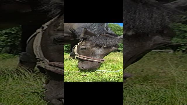 конь пасётся. очень медитативно смотреть онлайн