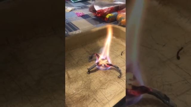 Шоу со змеями