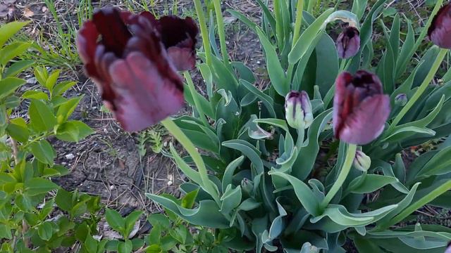 Анонс! смотреть онлайн