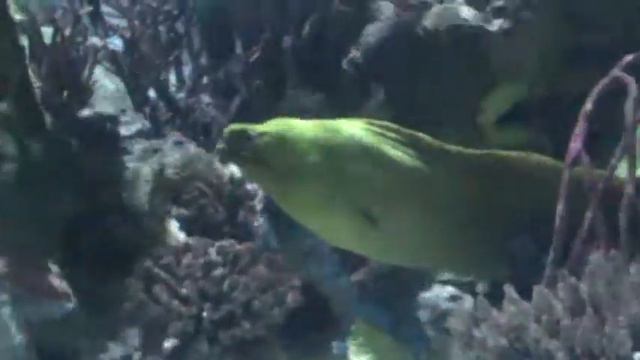 Sea World SA Eel Bang Blanko смотреть онлайн
