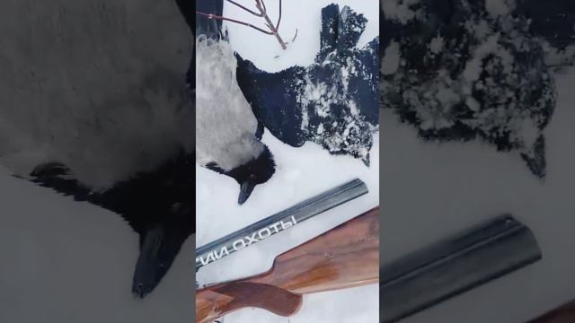 Охота на ворону. Это только половина! смотреть онлайн