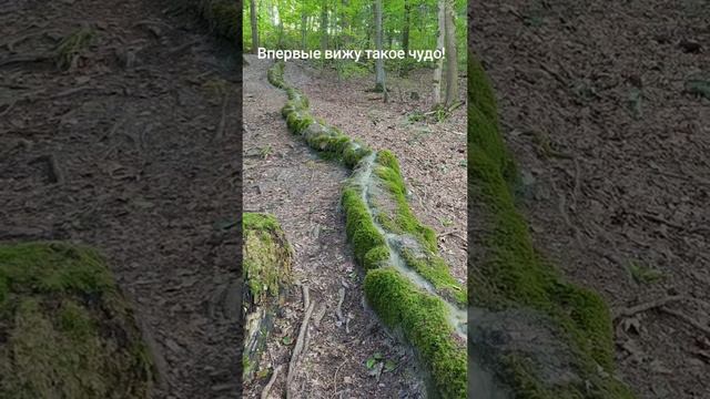 Чудеса природа и это создано самой природой 👍👍👍 смотреть онлайн