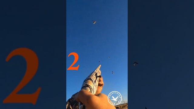 Охота. Три утки с одного налета. Охота с КМС смотреть онлайн
