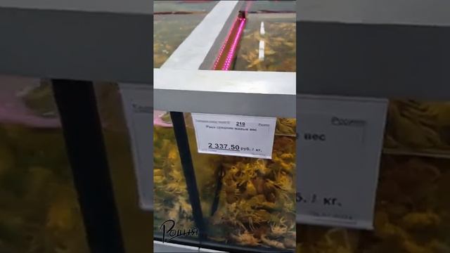 Манго Луганск рыба смотреть онлайн