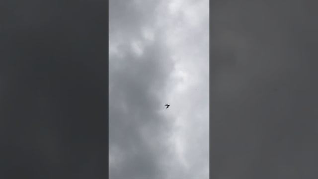 Турецкая Такла в Пятигорске. 12.07.22.Арап. Голубочка, два месяца гон. смотреть онлайн