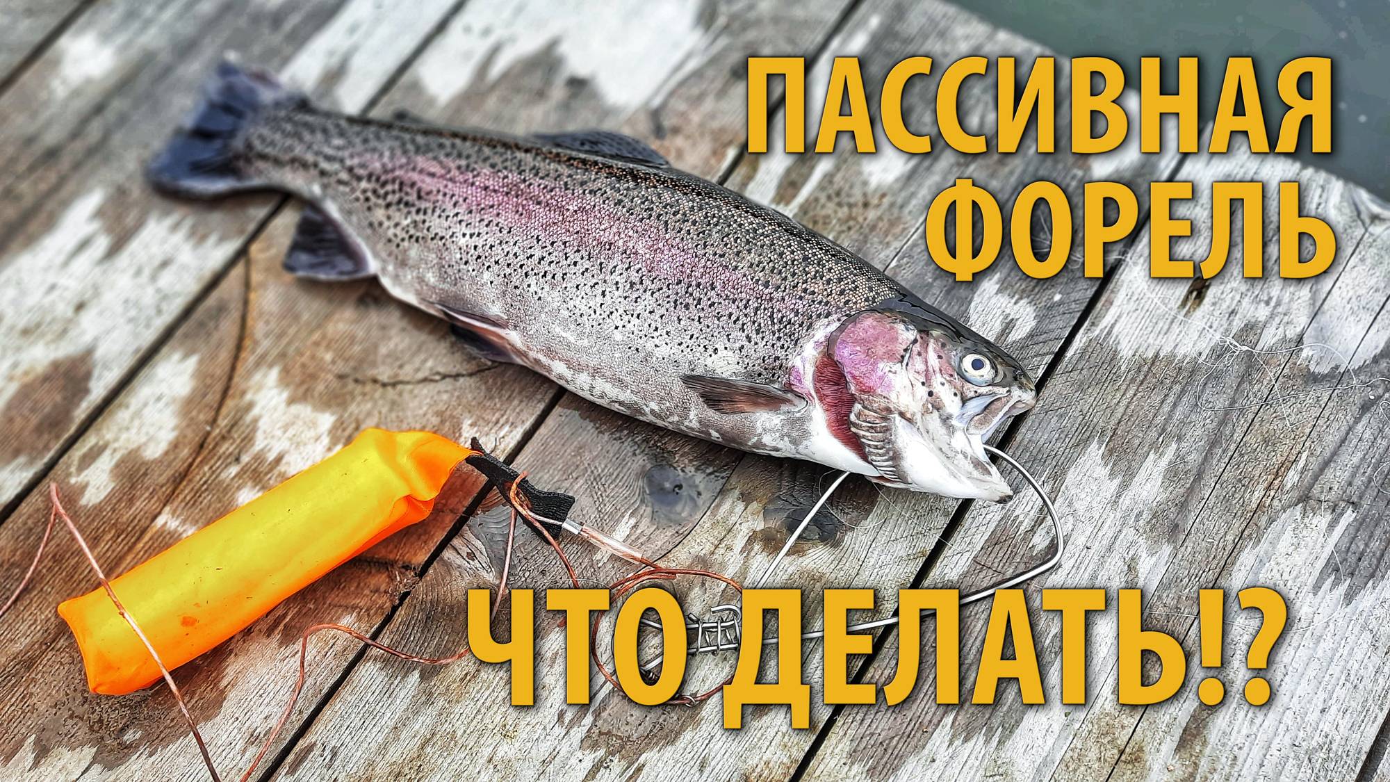 Пассивная форель. Что делать!? Подбираем ключик. Проводка на пассивную форель. смотреть онлайн