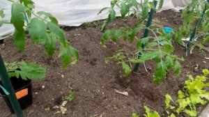 Томаты в теплице на пятый день после высадки. Продолжаю высаживать помидоры в теплицу