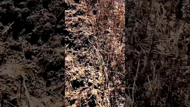 Борона дисковая - закрытие влаги смотреть онлайн