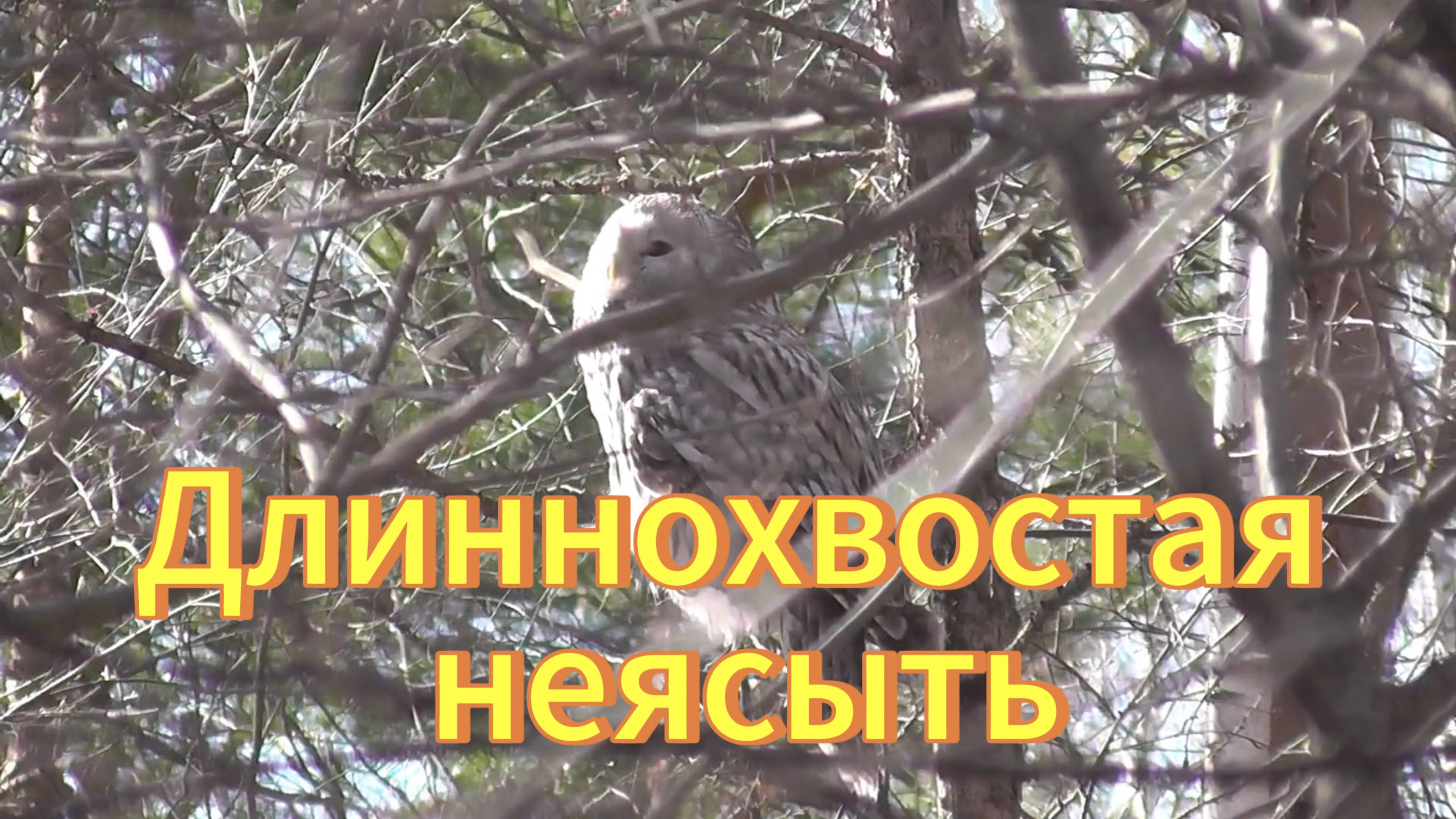 Сова. Длиннохвостая неясыть сидит на дереве. Новосибирский дендропарк. Птицы Новосибирской области. смотреть онлайн
