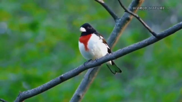 animal bird video смотреть онлайн