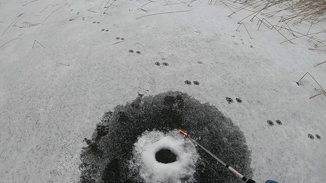 Первый лёд 2020. Открытие сезона на Ладоге. Как не надо ходить на рыбалку. Проверяйте снасти дома. смотреть онлайн