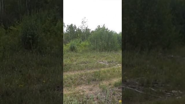 Охота на голубя. Вяхирь и Perazzi MX2000S смотреть онлайн