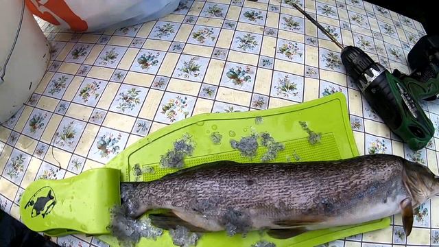 Чистка рыбы быстро, чисто и легко. смотреть онлайн