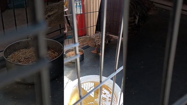 Моя подсадная утка готова к охоте (Утка Матрëна) смотреть онлайн