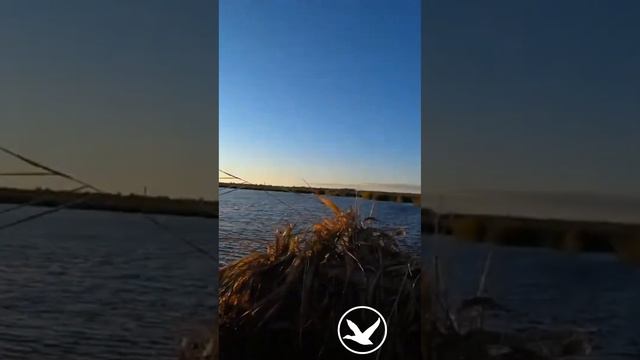 Шок! Ружьё Ata Neo С ИТАЛЬЯНСКИМ ЗАТВОРОМ Benelli (10 патрон 6 уток) смотреть онлайн