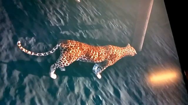 Far cry 3 underwater Leopard glitch смотреть онлайн