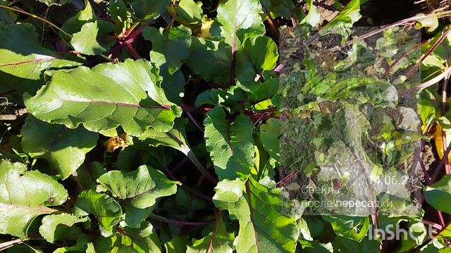 Уборка свеклы. Гибрид Пабло смотреть онлайн