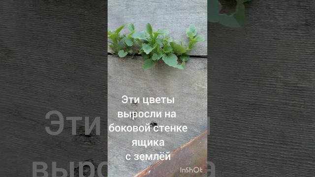 Стремление к жизни