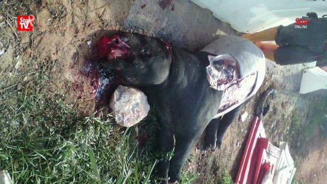 Efforts to help lost tapir end with its death and mutilation смотреть онлайн