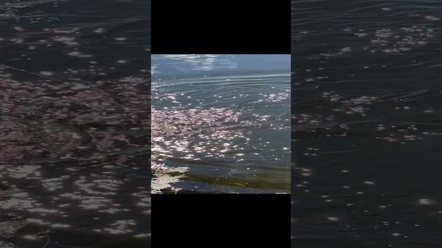 Щука на живца