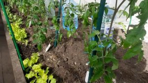 Посадка томатов по два в лунку. Зачем так сажают и что дальше с ними делать