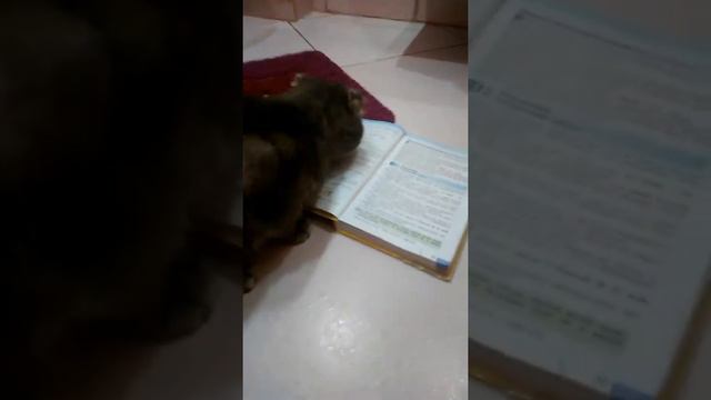 Вот это шок мой кот научился считать смотреть онлайн