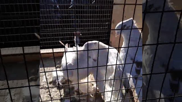 Асака кабутар бозори 15 03 2024