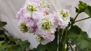 Пеларгония осень 24г. 
Обзор лучших сортов.