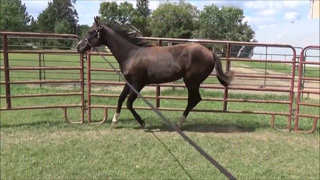 BMQ Yearling gelding, triple registerable, last of the line! смотреть онлайн