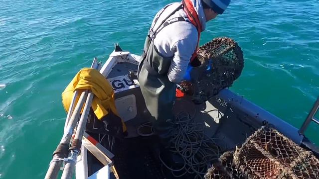 Snaggy Day Out at Sea ! Hand Pulling Crab & Lobster Pots ! Catch Clean Cook смотреть онлайн