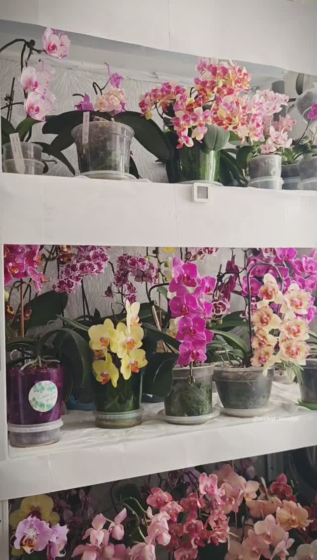 Витамины Аминосил для орхидей | Описание, состав, полезные свойства | Пышное цветение фаленопсисов смотреть онлайн