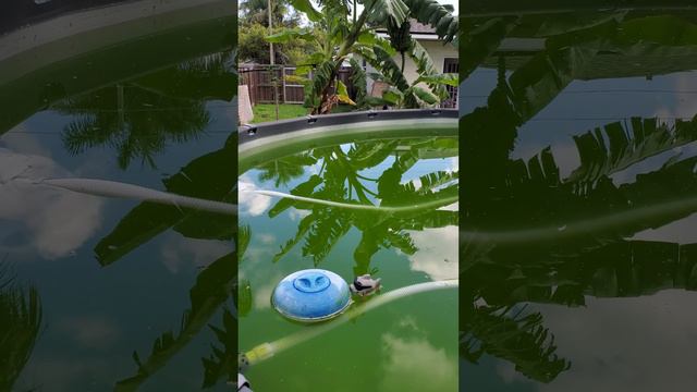 How to Fix Pool Algae Bloom! Stabilizer Too High...Clorox Pool Xtra Blue Tablets смотреть онлайн