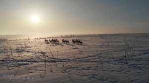 Косули в Самарской области / Russia / 16 марта 2024 г